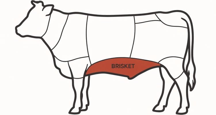 Brisket Anatomy: Where This Cut Comes From on a Cow